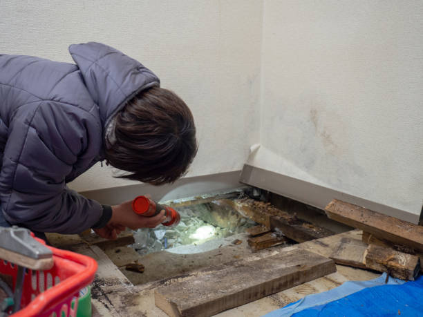 Biohazard Mold Removal in Altoona, WI