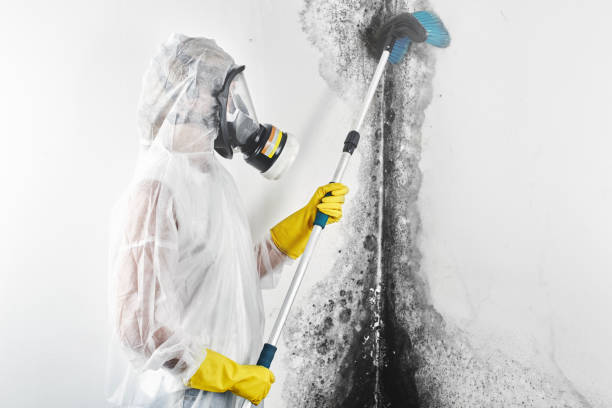 Trusted Altoona, WI Mold Removal Experts